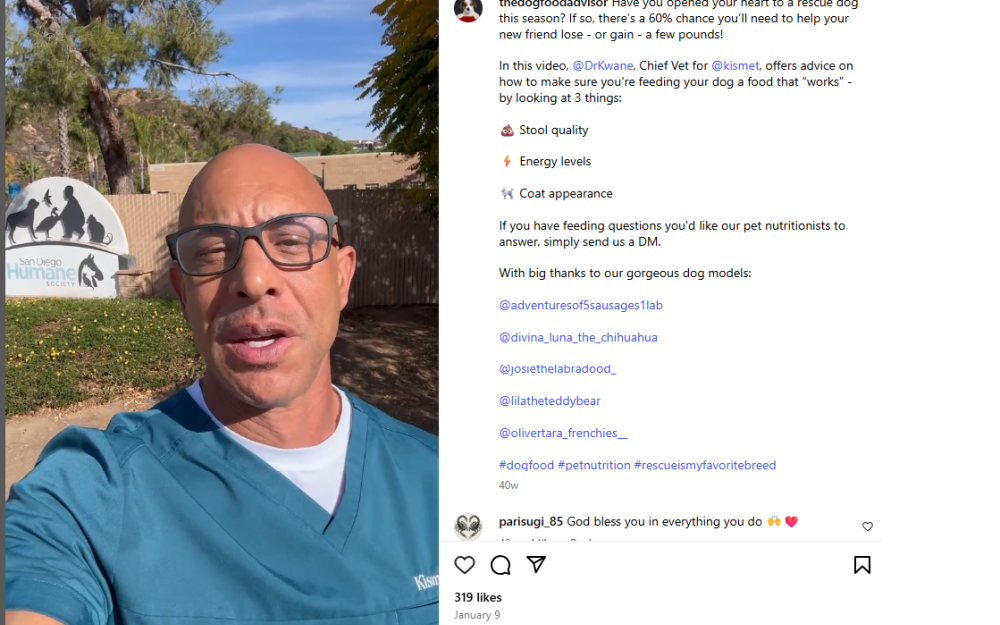 DR Kwane rescue dogs contant