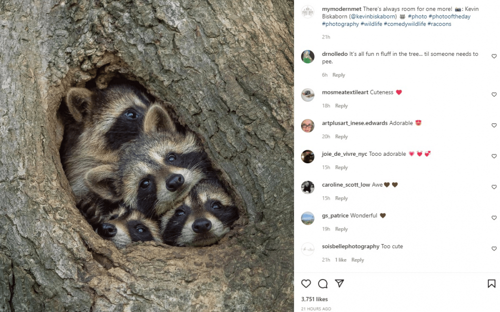 Instagram wildlife post 1