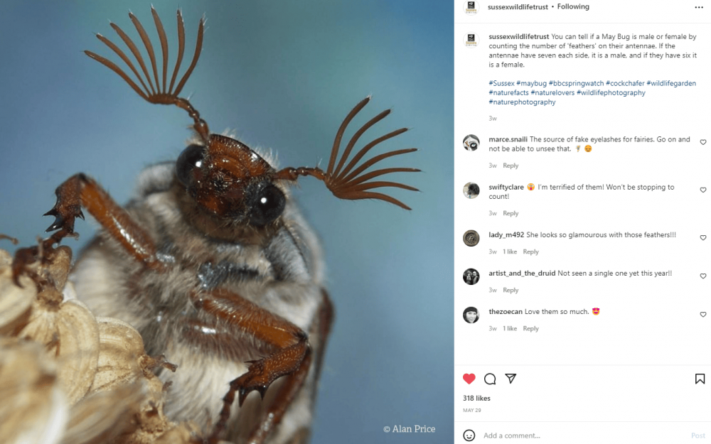 Sussex Wildlife Trust Instagram Post wtih value add caption 1