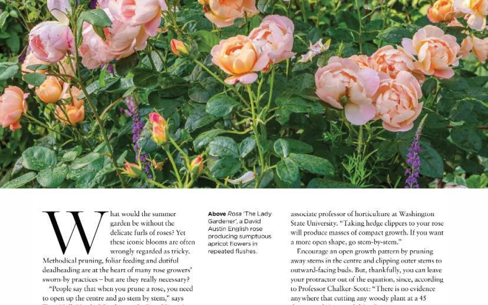 The English Garden Rose Care Mythbuster p1