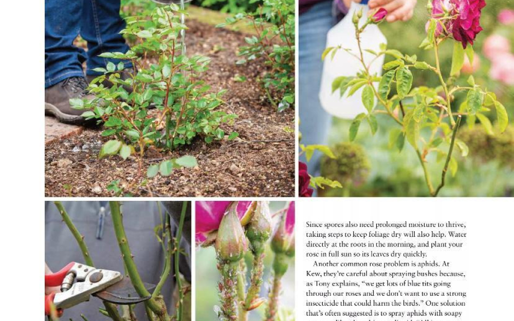 The English Garden Rose Care Mythbuster p2