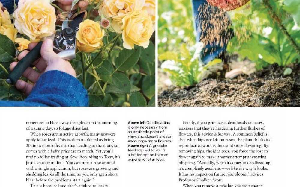 The English Garden Rose Care Mythbuster p3