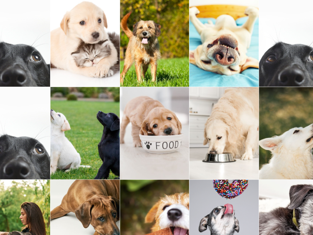 How I Turned Dog Food Advisor into a Social Media Success Story